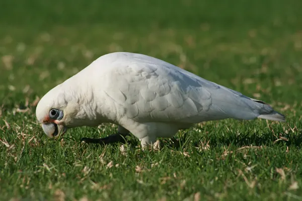 File:Cacatua sanguinea.jpg