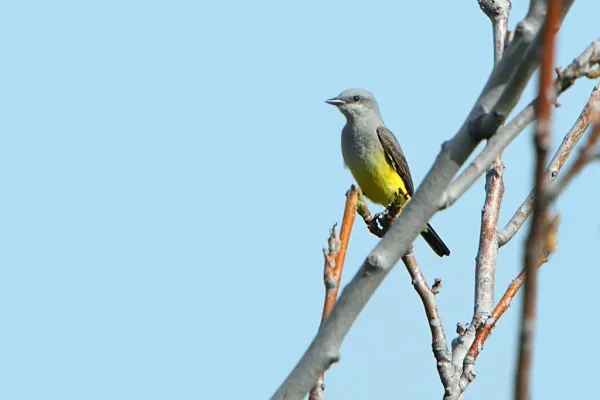File:Western Kingbird (Tyrannus verticalis).jpg