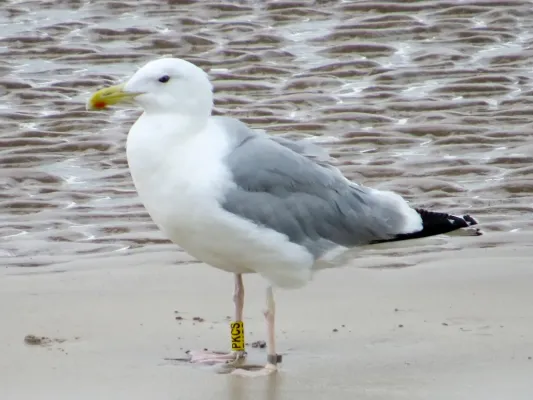 File:Larus cachinnans PKCS 2015-08-06 Amble, Northumberland 1.jpg