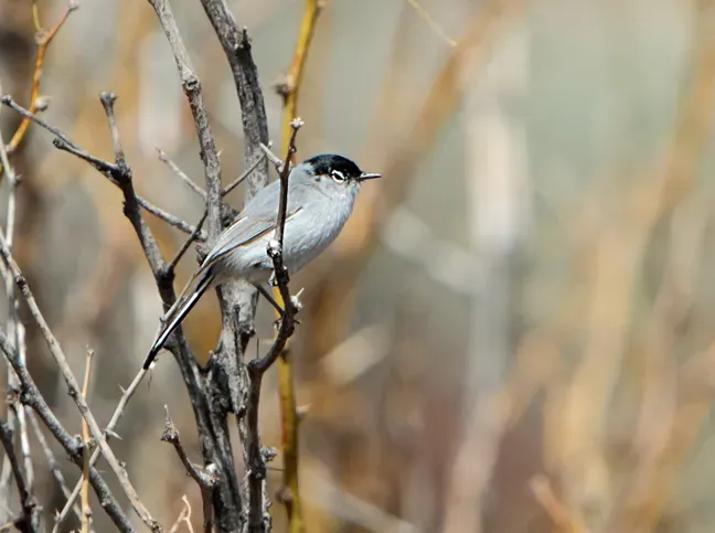 File:Black-tailed Gnatcatcher (Polioptila melanura).jpg