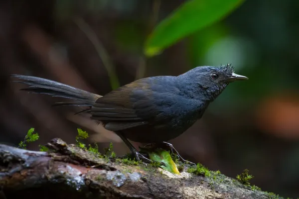 File:Merulaxis ater - Slaty Bristlefront; Paranapiacaba, São Paulo, Brazil.jpg