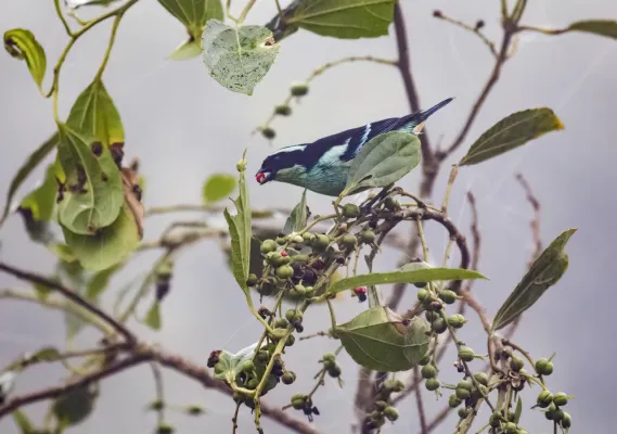 File:Tangara cyanotis - Blue-browed Tanager.jpg
