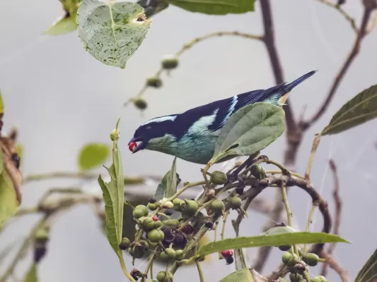 File:Tangara cyanotis - Blue-browed Tanager (cropped).jpg