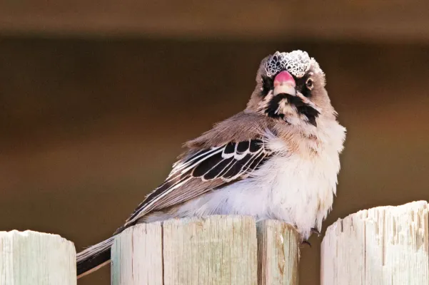 File:Sporopipes squamifrons K 01.jpg