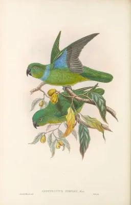 File:Geoffroyus simplex.jpg