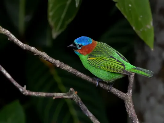 File:Tangara cyanocephala - Red-necked Tanager (female); Bertioga, São Paulo, Brazil.jpg