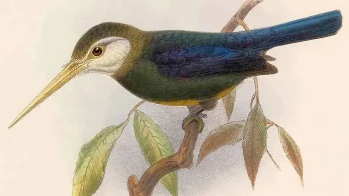 File:Brachygalba albogularis.jpg