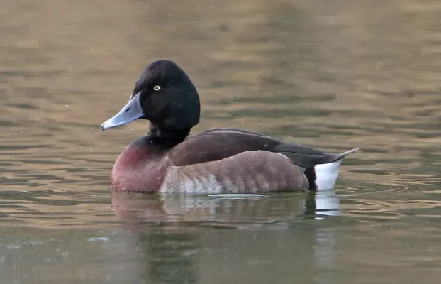 File:Aythya baeri, Ukima Pond, Tokyo, Japan 1a.jpg