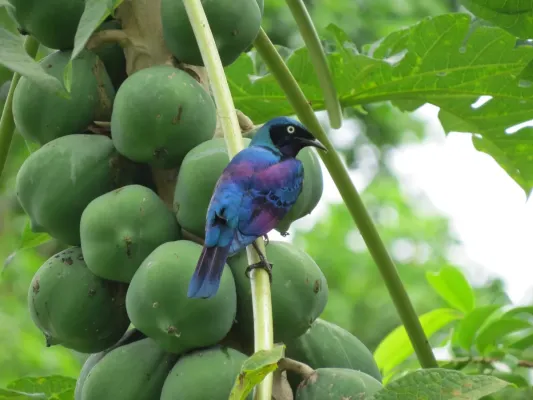 File:Lamprotornis ornatus 65408086.jpg
