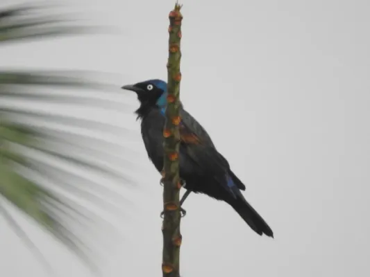File:Lamprotornis ornatus 9714540.jpg