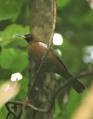 File:Clytorhynchus hamlini imported from iNaturalist photo 23318851 on 3 April 2021.jpg