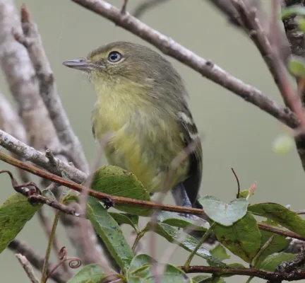 File:Vireo nanus imported from iNaturalist photo 105685194 on 3 April 2021.jpg