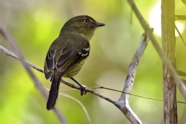 File:Vireo nanus imported from iNaturalist photo 58199583 on 3 April 2021.jpg