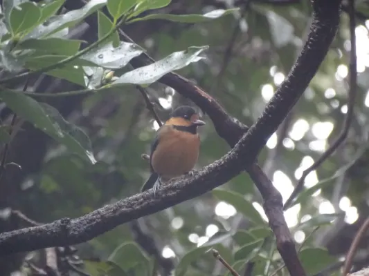File:Sittiparus owstoni 60369541.jpg