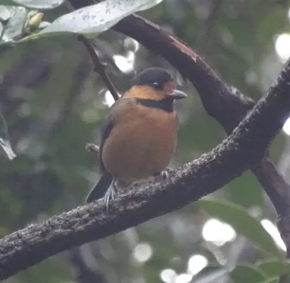 File:Sittiparus owstoni 60369541 (cropped).jpg