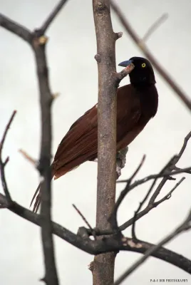 File:Greater Bird of Paradise (Female - Paradisaea apoda).jpg