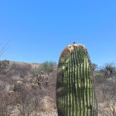 File:Haemorhous mexicanus (Fringillidae) foraging II.jpg