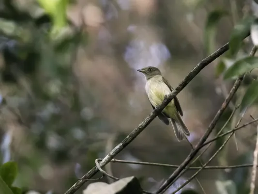 File:Neopelma sulphureiventer - Sulphur-bellied Tyrant-Manakin.jpg