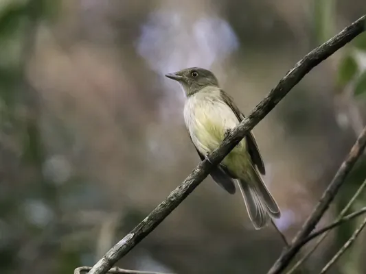 File:Neopelma sulphureiventer - Sulphur-bellied Tyrant-Manakin (cropped).jpg