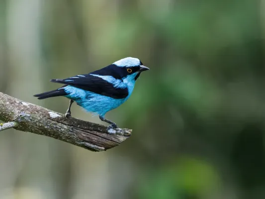 File:Dacnis hartlaubi - Turquoise Dacnis.jpg
