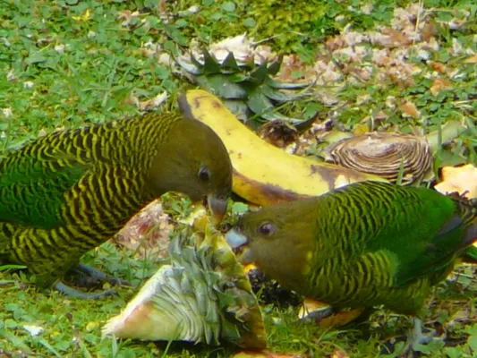 File:Psittacella brehmii -Kumul Lodge, Papua New Guinea-8.jpg
