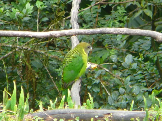 File:Psittacella brehmii -Kumul Lodge, Papua New Guinea -male-8.jpg