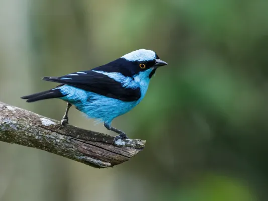File:Dacnis hartlaubi - Turquoise Dacnis (cropped).jpg