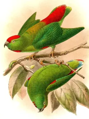 File:Loriculus amabilis.jpg