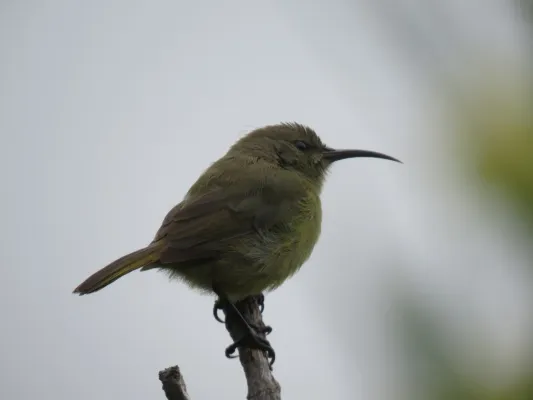 File:Anthobaphes violacea Flipphi 1.jpg