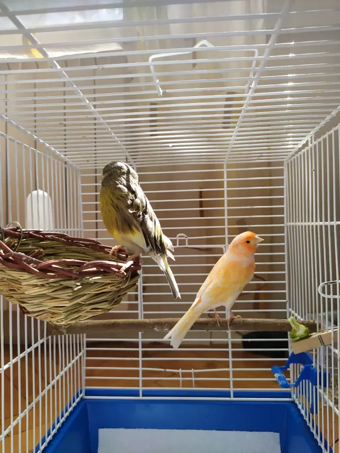 File:2 canaries (serinus canaria).jpg