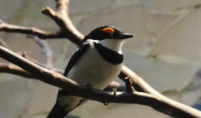 File:Platysteira cyanea - Zoo Frankfurt.jpg