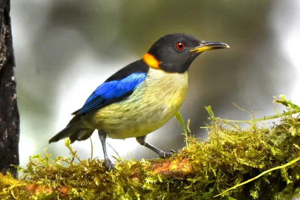 File:Iridophanes pulcherrimus - Golden-collared Honeycreeper; Ecuador.jpg