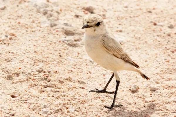 File:Namibornis herero K2.jpg