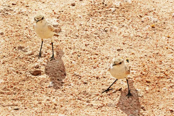 File:Namibornis herero K3.jpg
