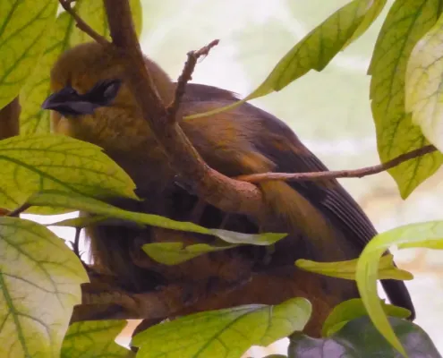 File:Icterus oberi - Zoo Frankfurt.jpg
