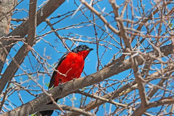 File:Laniarius atrococcineus K1.jpg