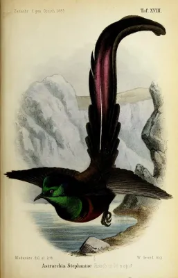 File:Astrarchia stephaniae = Astrapia stephaniae color plate XVIII 1885.jpg