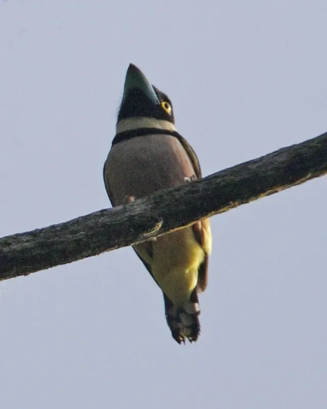 File:Black-and-yellow Broadbill (Eurylaimus ochromalus).jpg