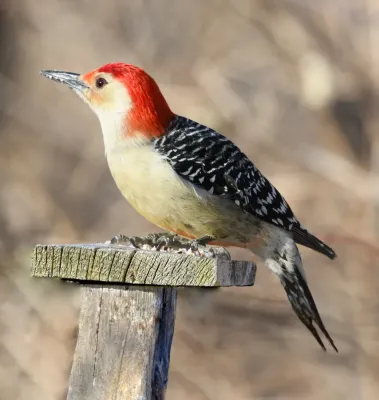 File:Melanerpes carolinus m James Gardens.jpg