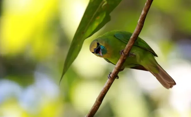 File:Chloropsis jerdoni -Bodhinagala Forest Reserve, Sri Lanka -female-8.jpg