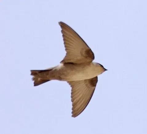 File:Ptyonoprogneobsoleta 1 cropped.jpg