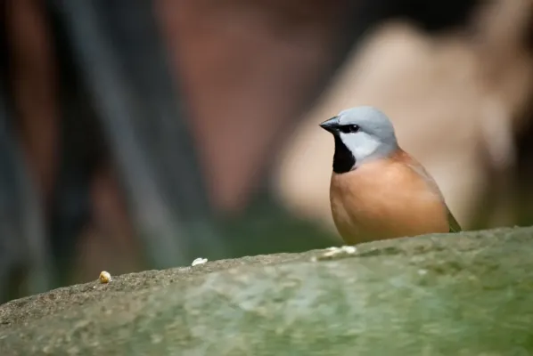 File:Poephila cincta -Baltimore Aquarium, Baltimore, Maryland, USA-8a.jpg