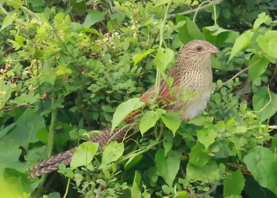 File:Lesser Coucal,Centropus bengalensis.jpg