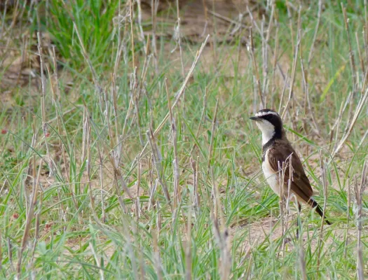 File:Capped Wheatear (Oenanthe pileata) (51091735298).jpg