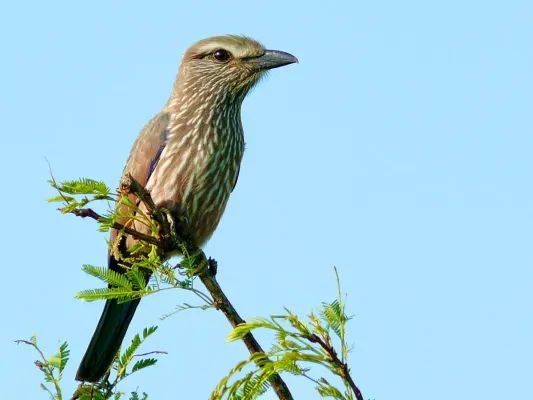 File:Purple Roller (Coracias naevius) (51134833646).jpg