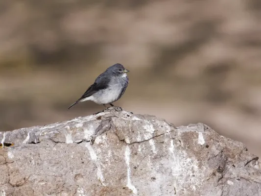 File:Idiopsar erythronotus - White-throated Sierra-Finch.jpg