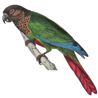 File:Pyrrhura lucianii.jpg
