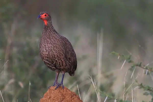 File:Pternistis swainsonii IMG 5664.JPG