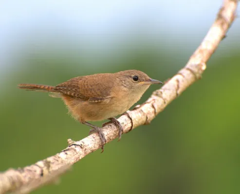 File:CORRUÍRA ( Troglodytes musculus ).jpg