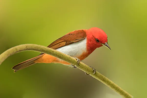 File:Chrysothlypis salmoni - Scarlet-and-White Tanager.jpg